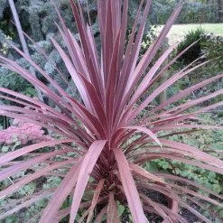 Shrubs Cordyline Purpurea 'Purple Cabbage Tree'