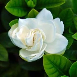 Hedge Shrubs Gardenia Augusta Professor Pucci