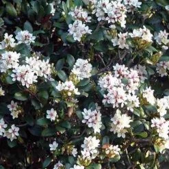 Ozbreed Cosmic White™ Rhaphiolepis Indica ‘RAPH01’ Pbr Shrubs