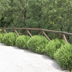 Hedge Shrubs Rosemary Rosmarinus Officinalis