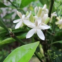 Shrubs Rhinacanthus Nasutus 'Snake Jasmine'