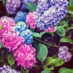 Shrubs Hydrangea Macrophylla 8 Shrubs Hydrangea Macrophylla