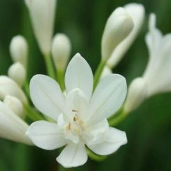 Shrubs Border Plants Agapanthus Africanus Snowball Plant Pack