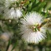Ozbreed Callistemon Snow Burst ‘CNU07’ PBR Shrubs
