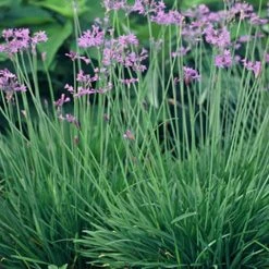 Shrubs Border Plants Tulbaghia Violacea