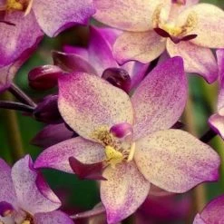 Indoor Garden Full Sun Spathoglottis Far Out Freckles