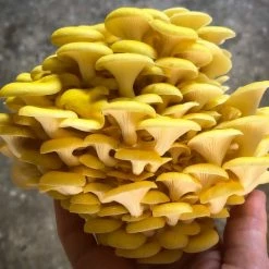 Little Acre Gourmet Mushrooms Gold Oyster Mushroom Grow Kit Gift Kits