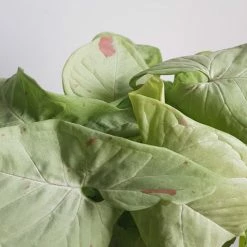 Pot + Plant Gift Box Syngonium Confetti 🎉 - Pot + Plant + Soil Syngoniums