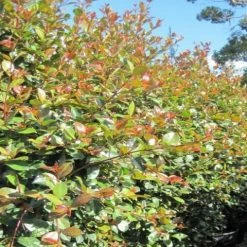 Hedge Syzygium Elegance Lilly Pilly 8 Hedge Syzygium Elegance Lilly Pilly