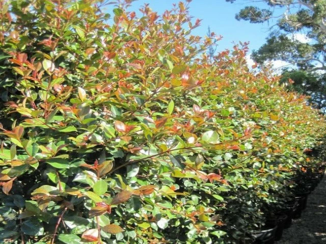 Hedge Syzygium Elegance Lilly Pilly 5 Hedge Syzygium Elegance Lilly Pilly