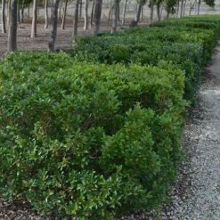 Hedge Shrubs Syzygium Australe 'Bush Christmas'