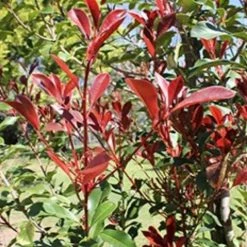 Ozbreed Thin Red™ Photinia X Fraseri ‘NP01’ PBR