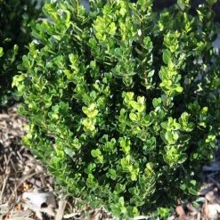 Hedge Buxus Microphylla 'Faulkner'