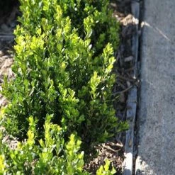 Hedge Buxus Microphylla 'Faulkner'