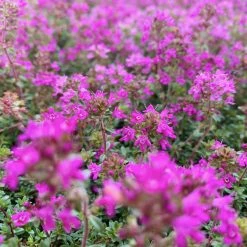 Shrubs Full Sun Creeping Thyme -Thymus Praecox