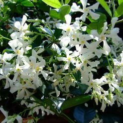 Hedge Star Jasmine Hedging Or Ground Cover Pack Hedging Plants 17 Hedge Star Jasmine Hedging Or Ground Cover Pack Hedging Plants
