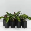 Indoor Garden Pet-friendly Indoor Plants Calathea Insignis Rattle Snake Box