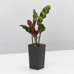 Indoor Garden Pet-friendly Indoor Plants Calathea Insignis Rattle Snake Box