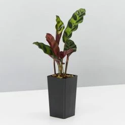 Indoor Garden Calathea And Ctenanthe Houseplant Pack