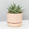 Succulents Aloe White Beauty - Pot + Plant Full Sun