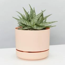 Succulents Aloe White Beauty - Pot + Plant Full Sun