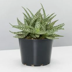 Succulents Aloe White Beauty - Pot + Plant Full Sun