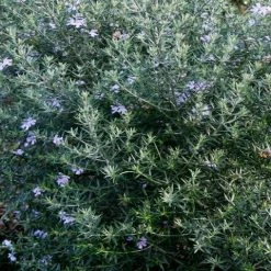 Hedge Westringia Fruticosa Jervis Gem