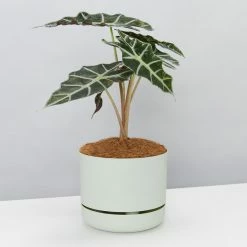 Pot + Plant Gift Box Alocasia Lowii Polly Amazonica - Pot + Plant + Soil 26 Pot + Plant Gift Box Alocasia Lowii Polly Amazonica - Pot + Plant + Soil