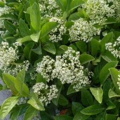 Hedge Viburnum Odoratissimum 'Sweet Viburnum' Screening Plant Pack Hedging Plants