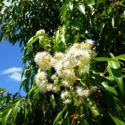 Plants In A Box The Weeping Lilly Pilly (Waterhousia Floribunda)