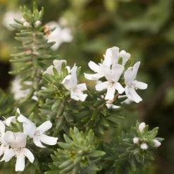Shrubs Westringia Fruticosa Hedging Plants