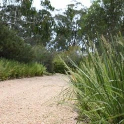Shrubs Lomandra Longifolia Mat Rush