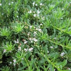 Ozbreed Myoporum Parvifolium Yareena Creeping Boobialla Groundcover Pack