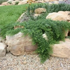 Ozbreed Myoporum Parvifolium Yareena Creeping Boobialla Groundcover Pack