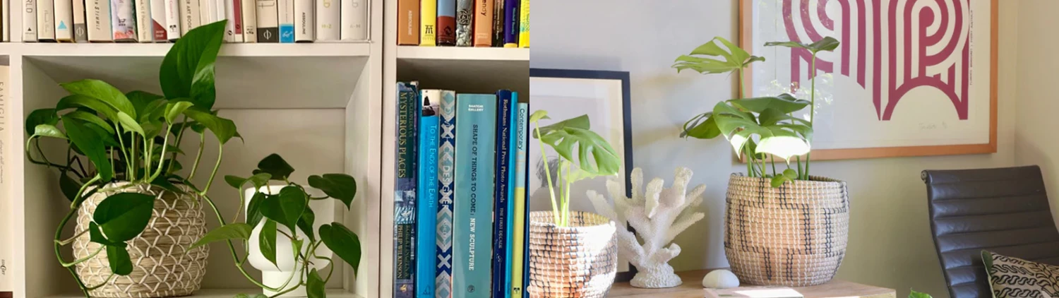 Outlet Plants in a box Store -Outlet Plants in a box Store 6ece41f1a909dd43162da8519d8de1a